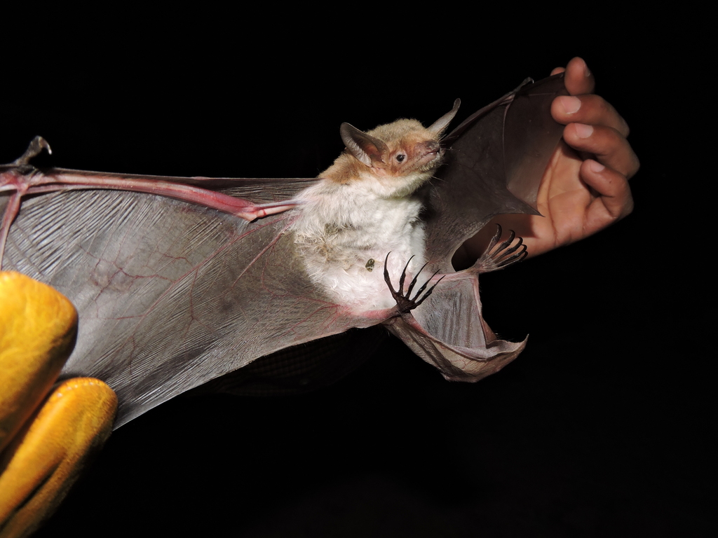 fisheating bat from Isla Partida, Baja California, México on June 16