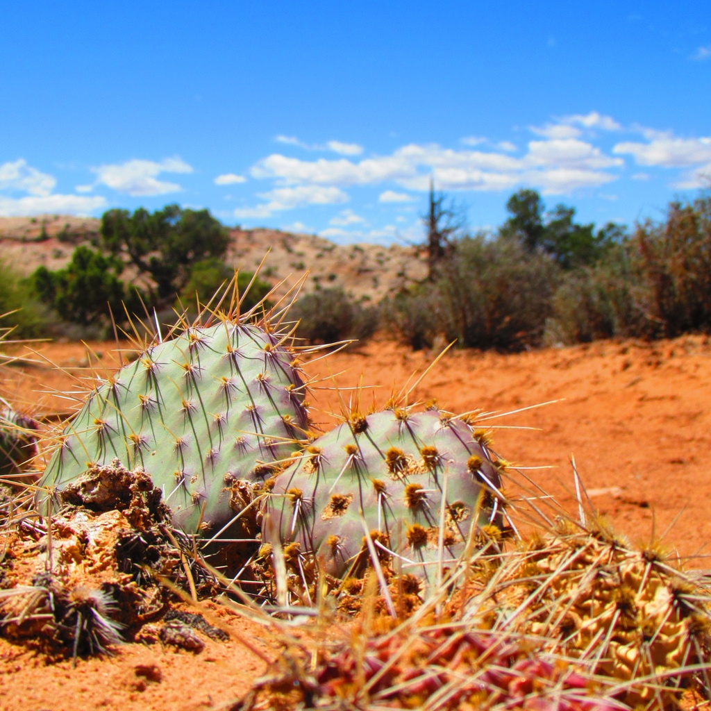 Prickly Pears from Arches National Park, Moab, UT, US on May 4, 2021 at