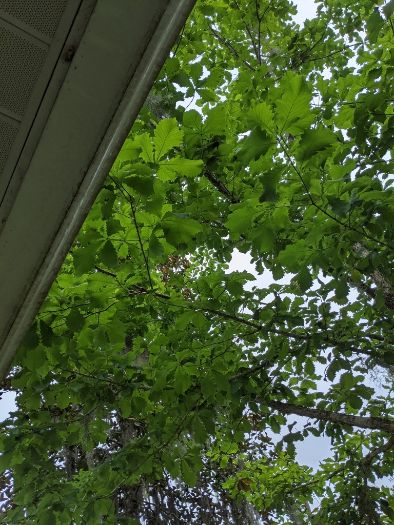 swamp chestnut oak from Suburban Heights, Gainesville, FL, USA on May