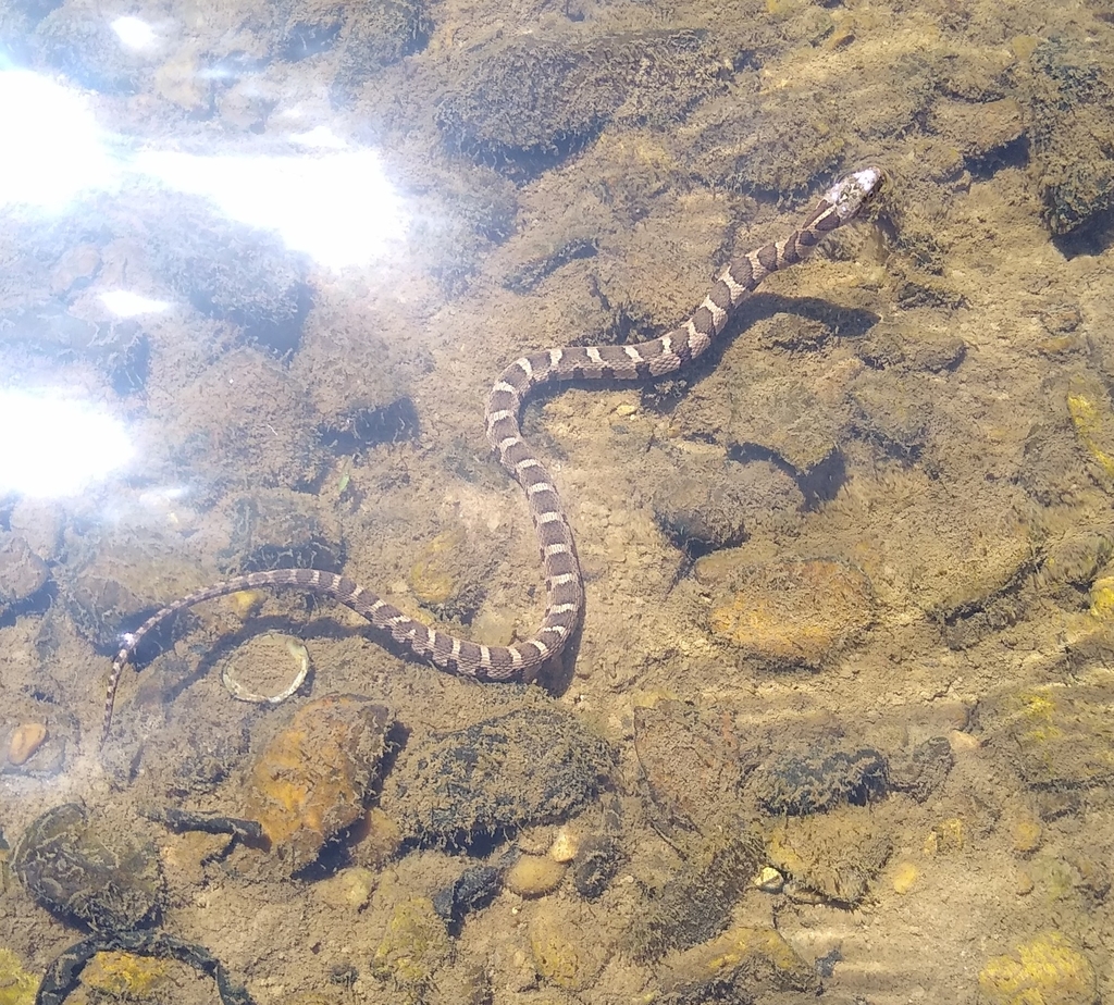 Common Watersnake from Balmoral, Memphis, TN, USA on May 20, 2021 at 10