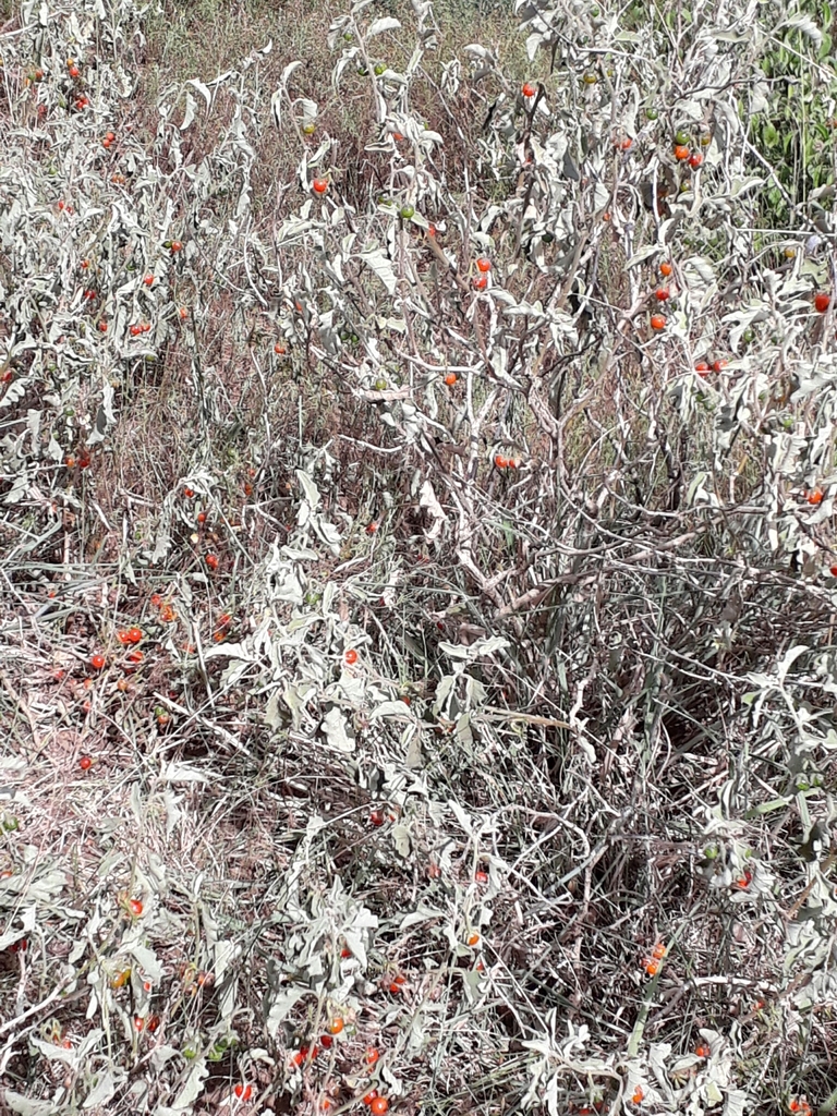 nightshades from Camperdown, South Africa on January 21, 2018 at 0927