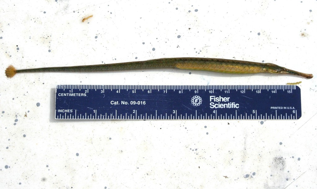 Dusky Pipefish (A Field Guide to the Fishes of Charlotte Harbor