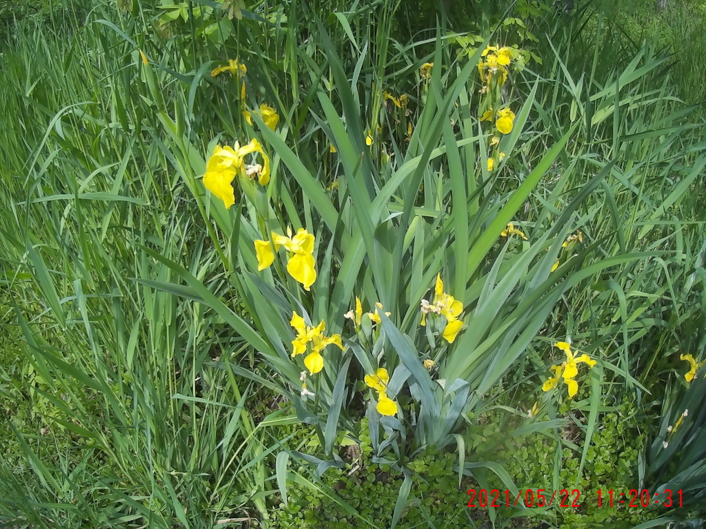 Yellow Iris from 1560 Mayview Rd, Pittsburgh, PA 15241, USA on May 22