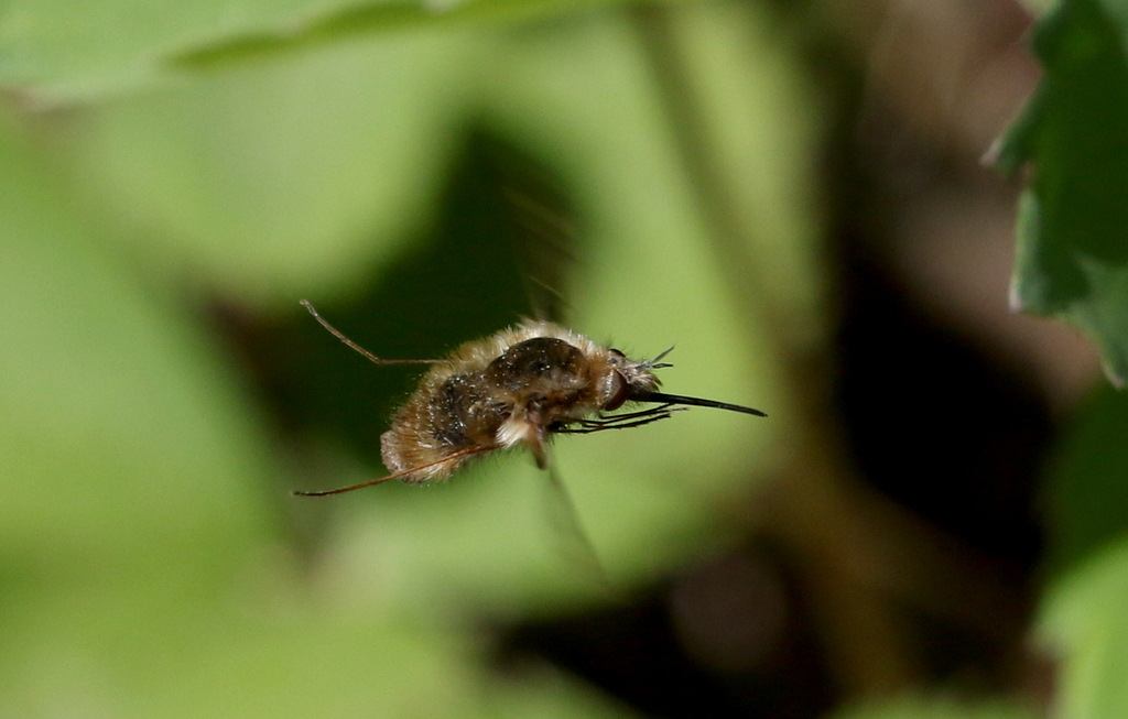 Greater Bee Fly from Chaumont Barrens Nature Preserve on May 29, 2021