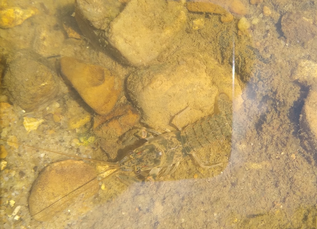 Northern Hemisphere Crayfishes from Lakes of Forest Hill, Memphis, TN