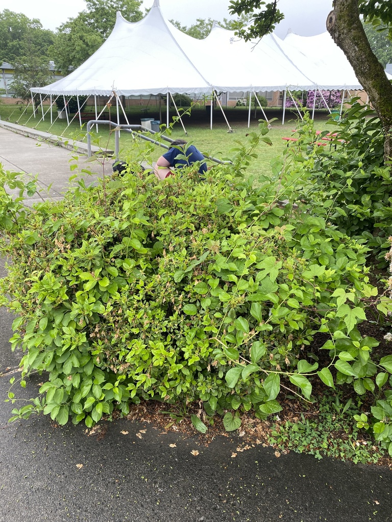 plants from Melville Ave, Fairfield, CT, US on June 04, 2021 at 0801