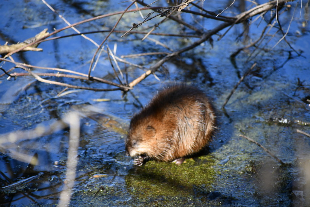 Muskrat from Ottawa County, OH, USA on March 21, 2021 at 0342 PM by