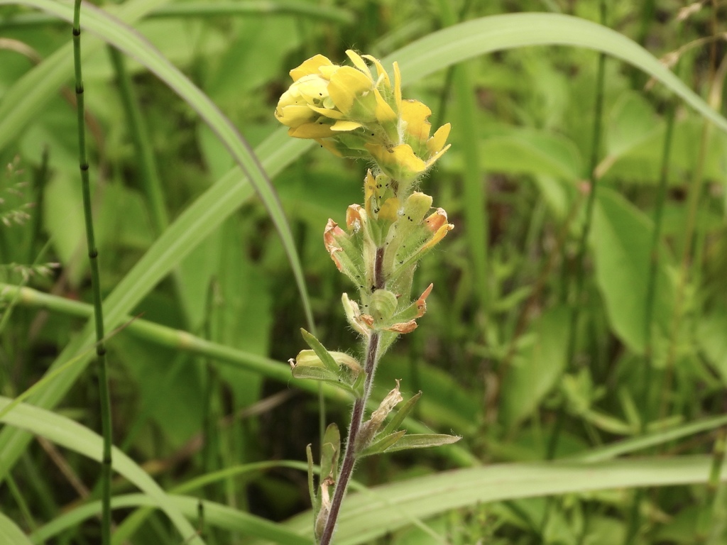 Paintedcup Paintbrush from Lake County, IL, USA on June 23, 2021 at 02