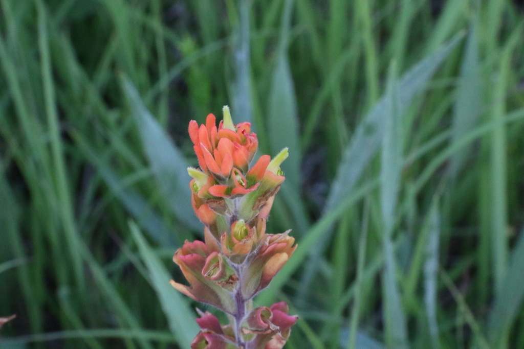 Paintedcup Paintbrush in June 2021 by hazelgrouse4 · iNaturalist