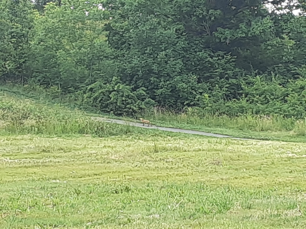 Red Fox from Saybrook Township, OH, USA on June 25, 2021 at 0153 PM by