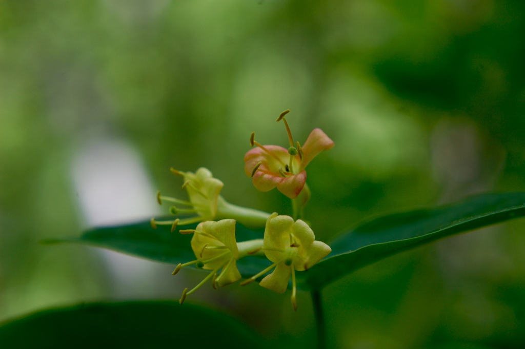 Glaucous Honeysuckle (Woody Plants of Floracliff Nature Sanctuary