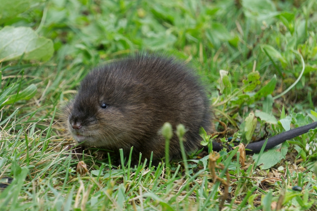 Muskrat from Wingfield Pines Wetland Treatment System on July 1, 2021