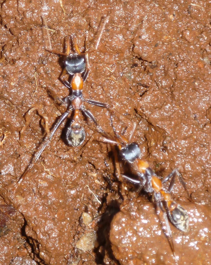 Jumping Jack Ant from Beechmont QLD 4211, Australia on March 3, 2013 at