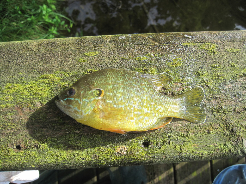Common Sunfishes from Nottawa, MI, USA on August 11, 2021 at 0643 PM