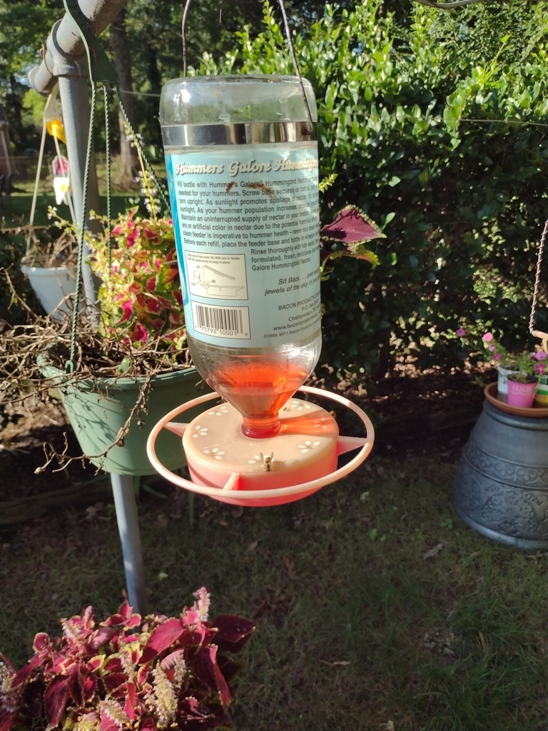 Paper Wasps, Potter Wasps, and Allies from Cedarhurst