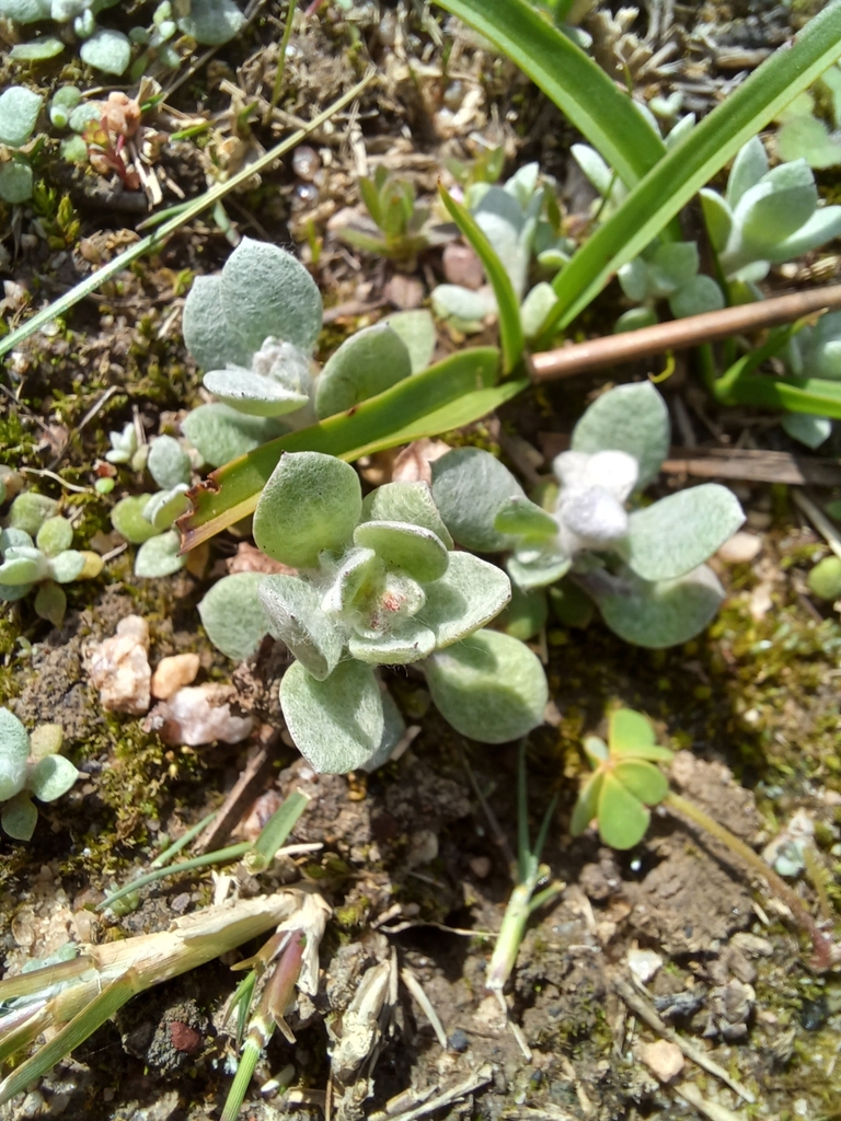 paper daisies from Montclair, Cape Town, 7130, South Africa on