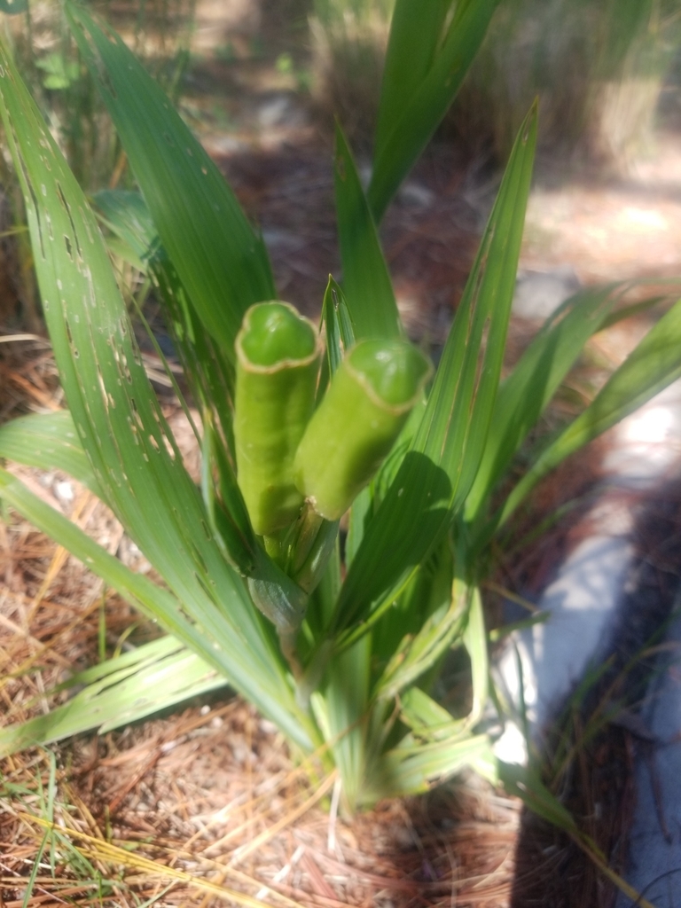 irises and allies from Ciudad de México on September 14, 2021 at 1104