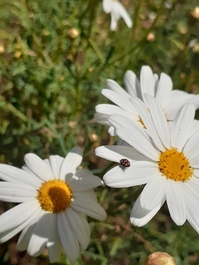 Varied Carpet Beetle from Rangeview, Krugersdorp, 1739, South Africa on