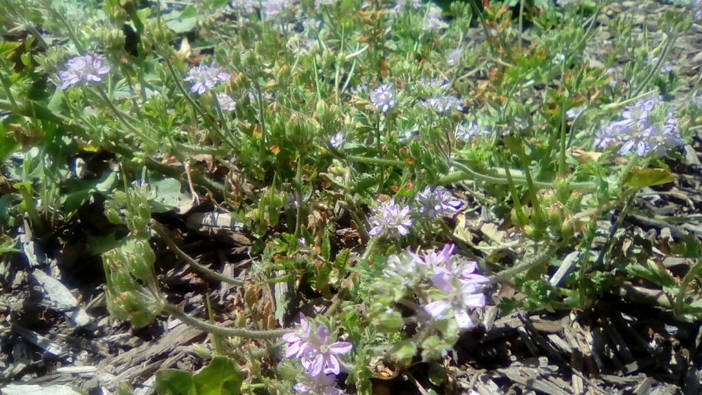 musk stork'sbill from 450478 Noonan Ranch Ln, LarkfieldWikiup, CA