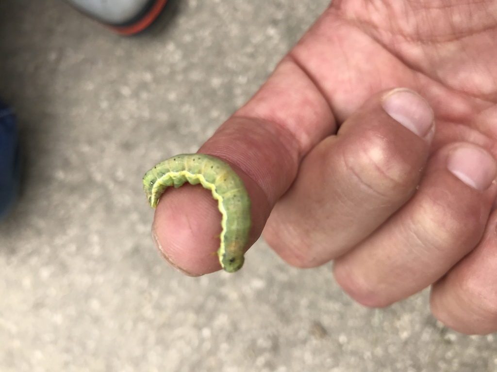 Butterflies and Moths from Golden Gate Park, San Francisco, CA, US on
