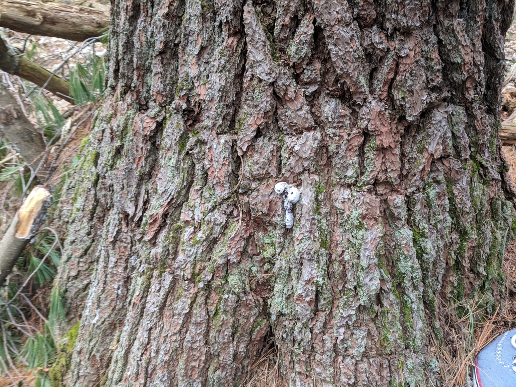 Insects from 154 Newbridge Rd, Sudbury, MA 01776, USA on April 27, 2018