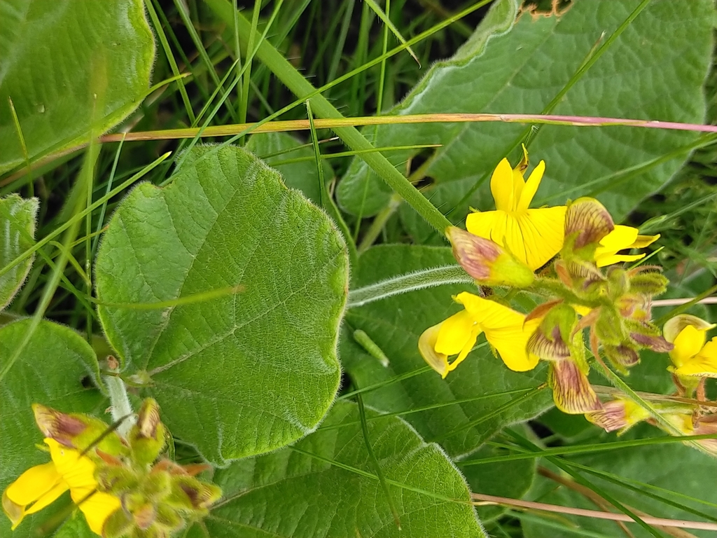 Rhynchosia cooperi from Camperdown Rural, 3720, South Africa on