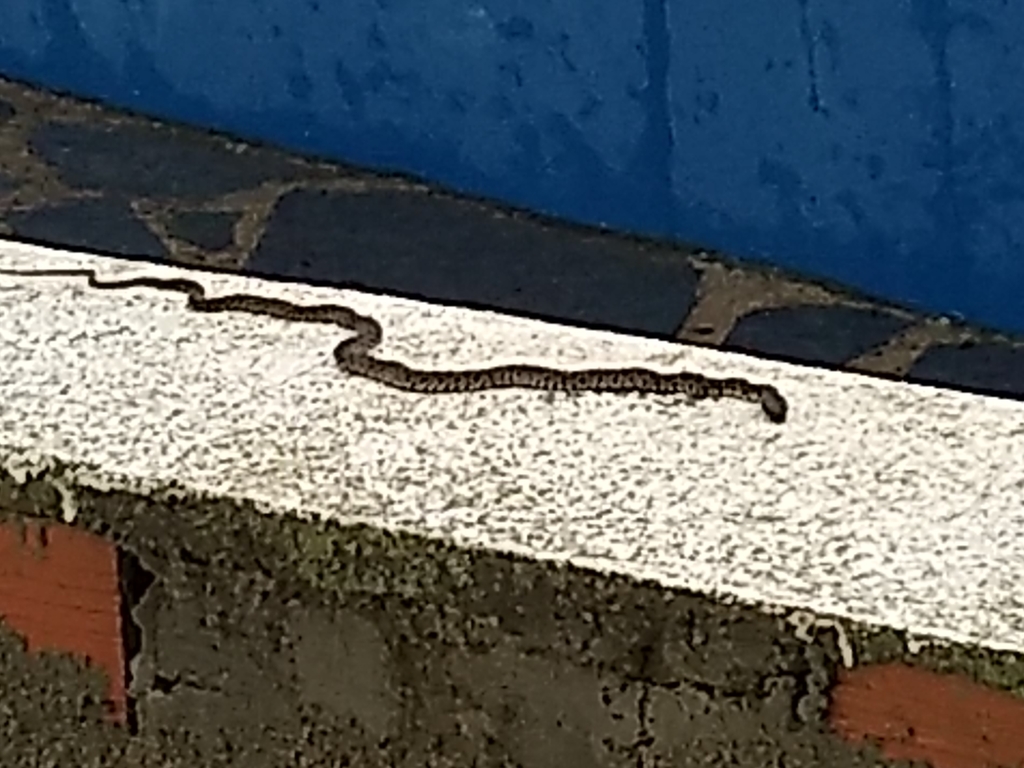 Horseshoe Whip Snake from Terrugem, 7350, Portugal on December 25, 2021