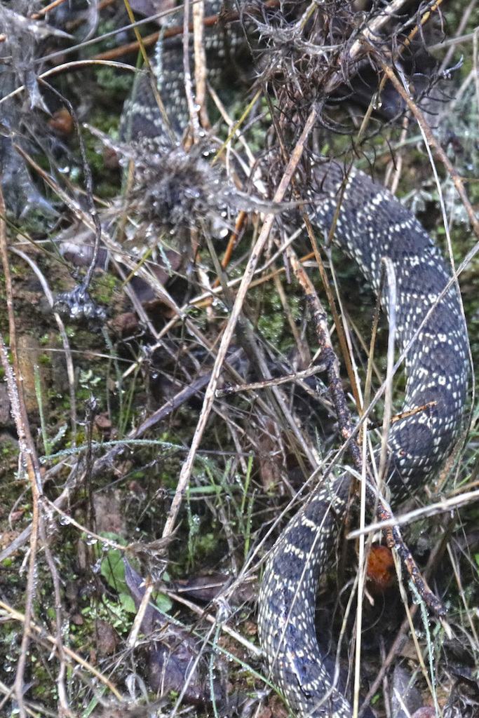 Horseshoe Whip Snake from Loulé, Portugal on January 03, 2022 at 0309