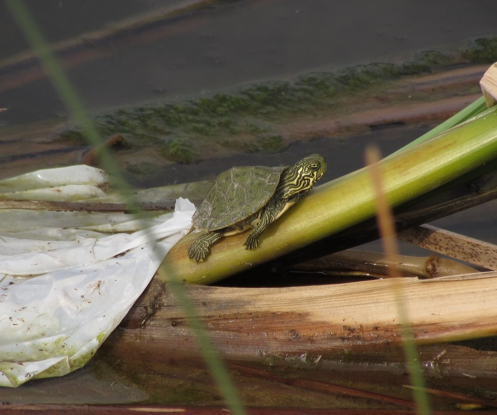 Texas Cooter from Ryans Crossing, Round Rock, TX 78665, USA on December