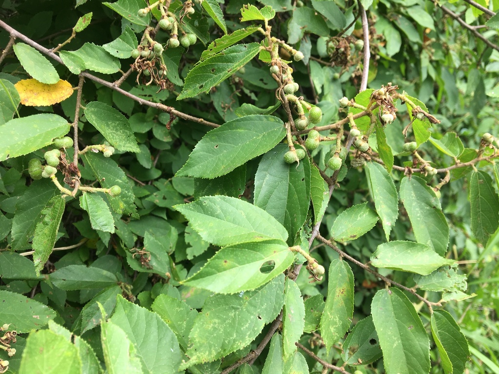 Sandpaper Raisin from Namaacha, Mozambique on January 25, 2022 at 1128 AM by Len deBeer
