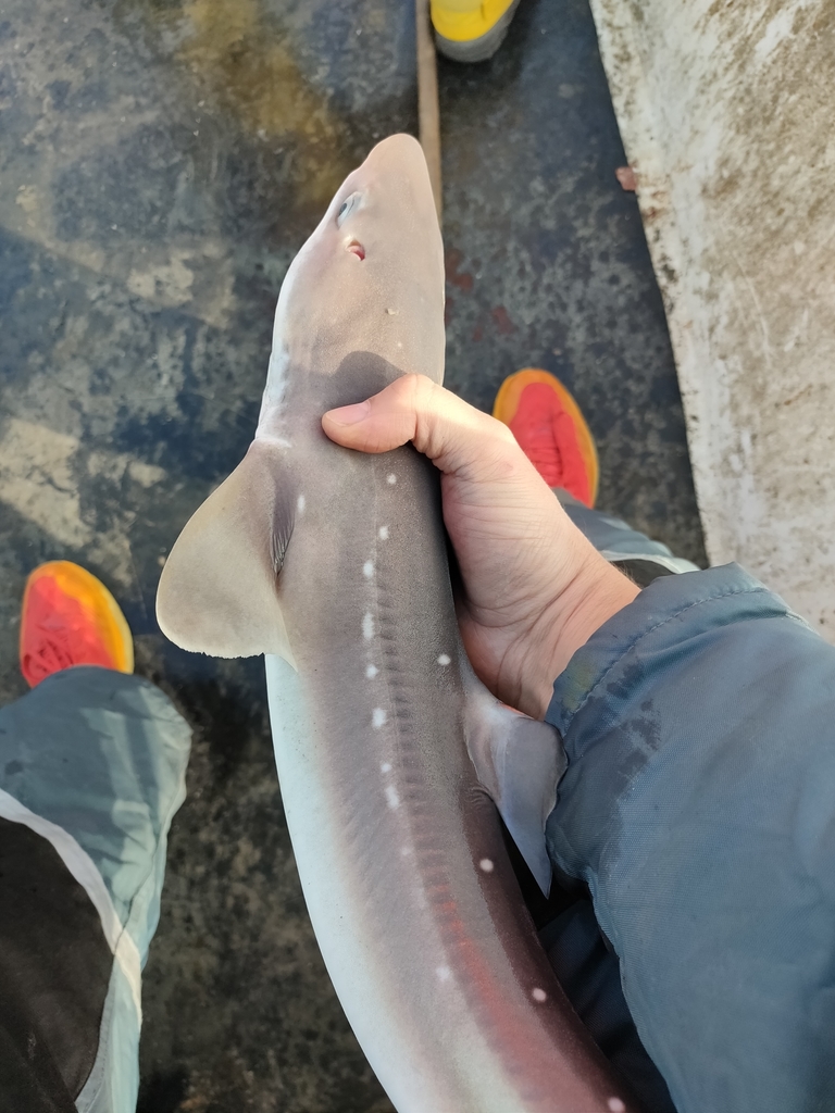 Whitespotted Dogfish in January 2022 by Danijel Kanski. Fish caught on