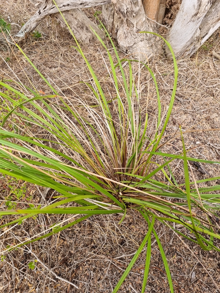 agaves, orchids, irises, and allies from Queenscliff VIC 3225