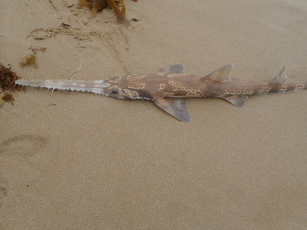 Common Sawshark from Moyne South, AUVI, AU on February 16, 2022 at