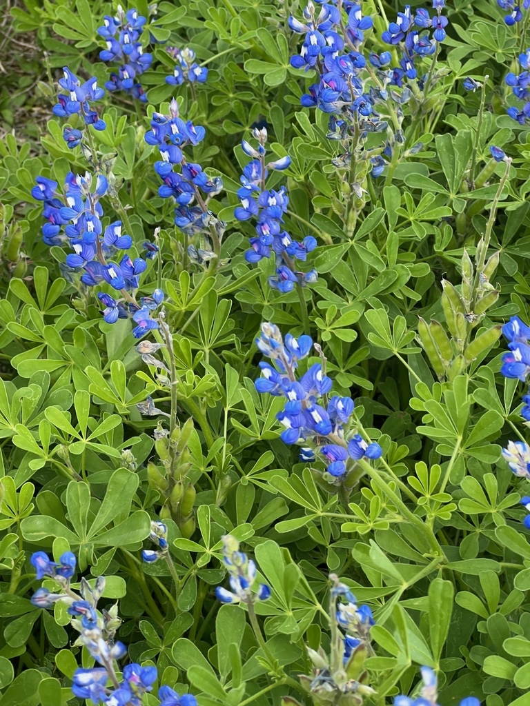 Sandy Land from Lee County, TX, USA on April 10, 2022 at 03