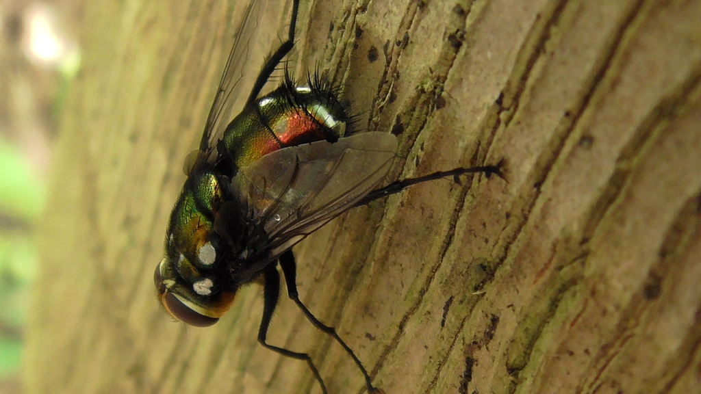 Bot Flies, Blow Flies, and Allies from Watsonville QLD 4887, Australia