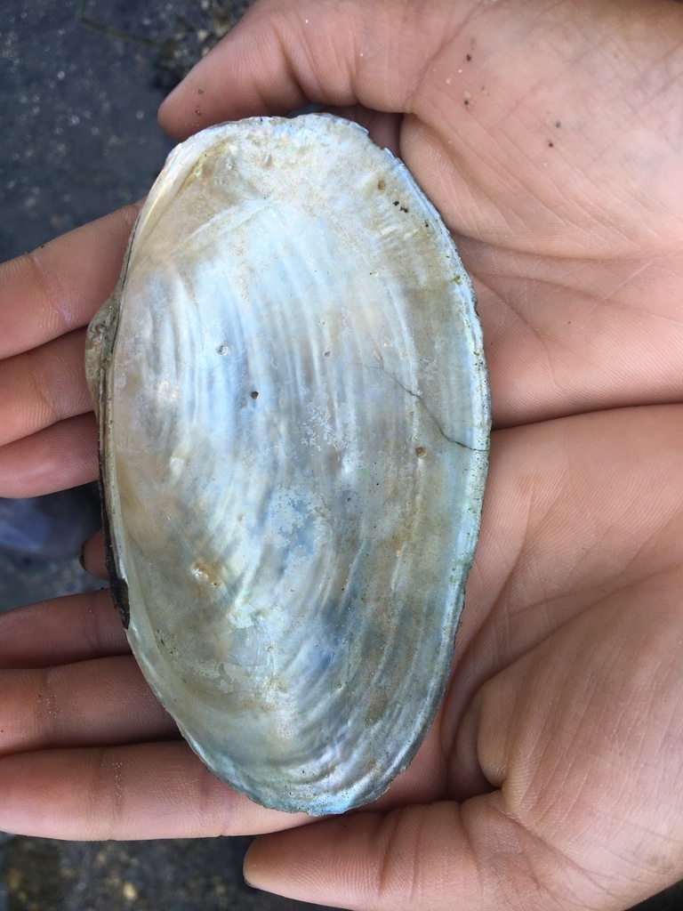 Giant Floater (Freshwater Mussels of the Milwaukee River Basin