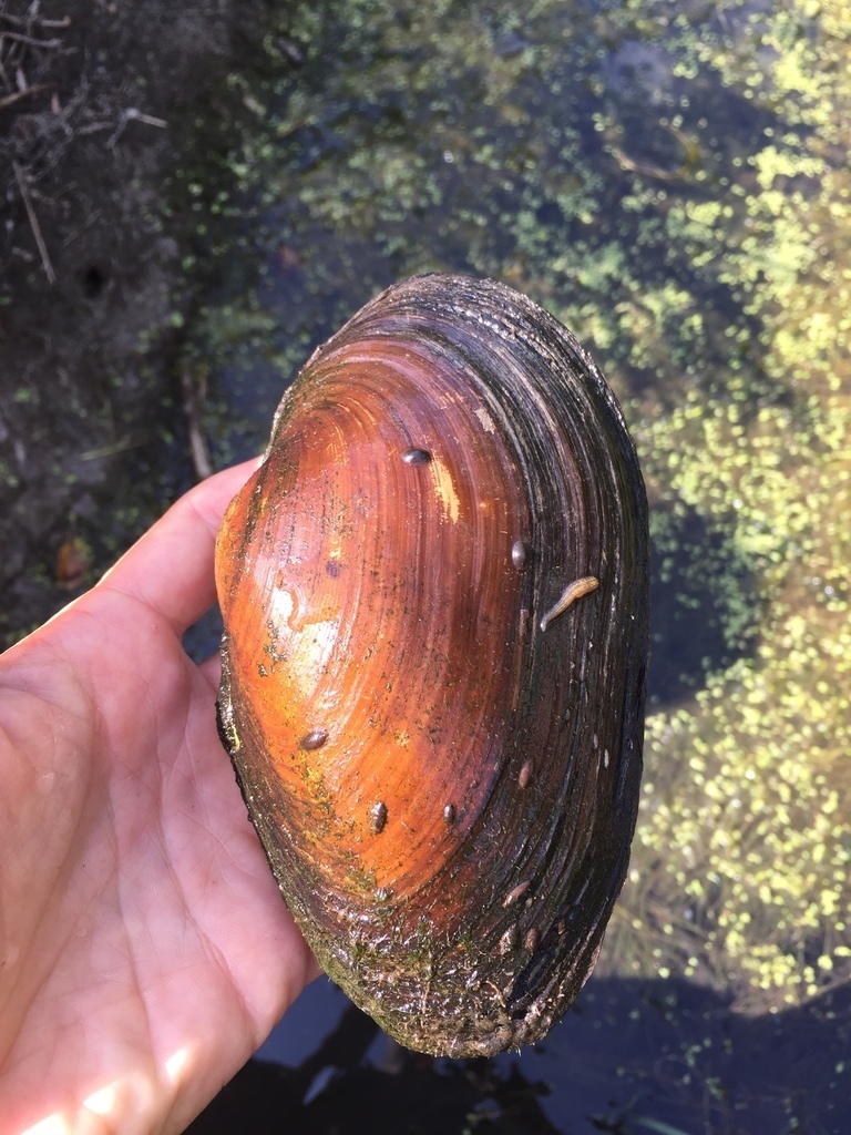 Giant Mussel