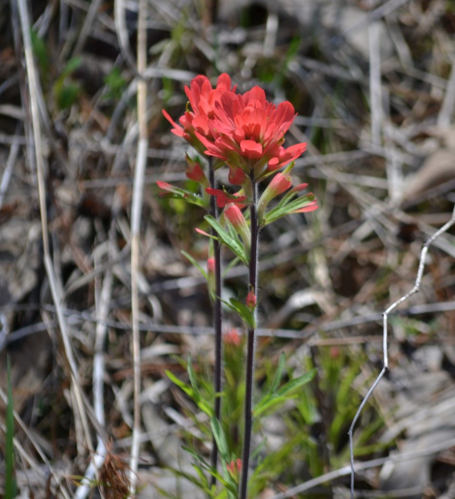 Paintedcup Paintbrush from Marshall County, MS, USA on April 19, 2022