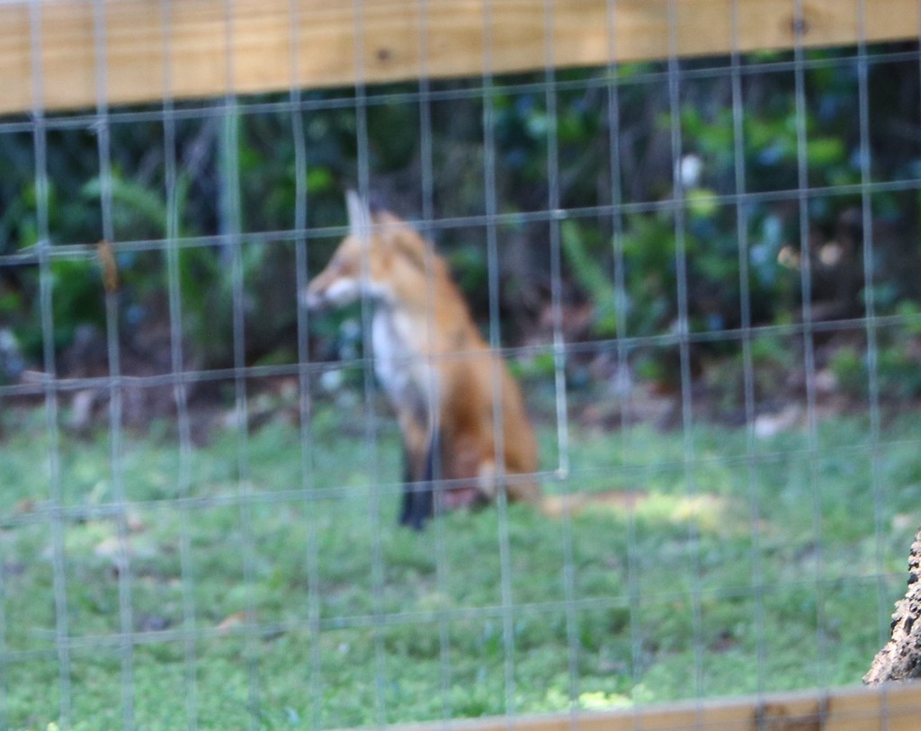 Red Fox from Polk County, FL, USA on April 21, 2022 at 0936 AM by