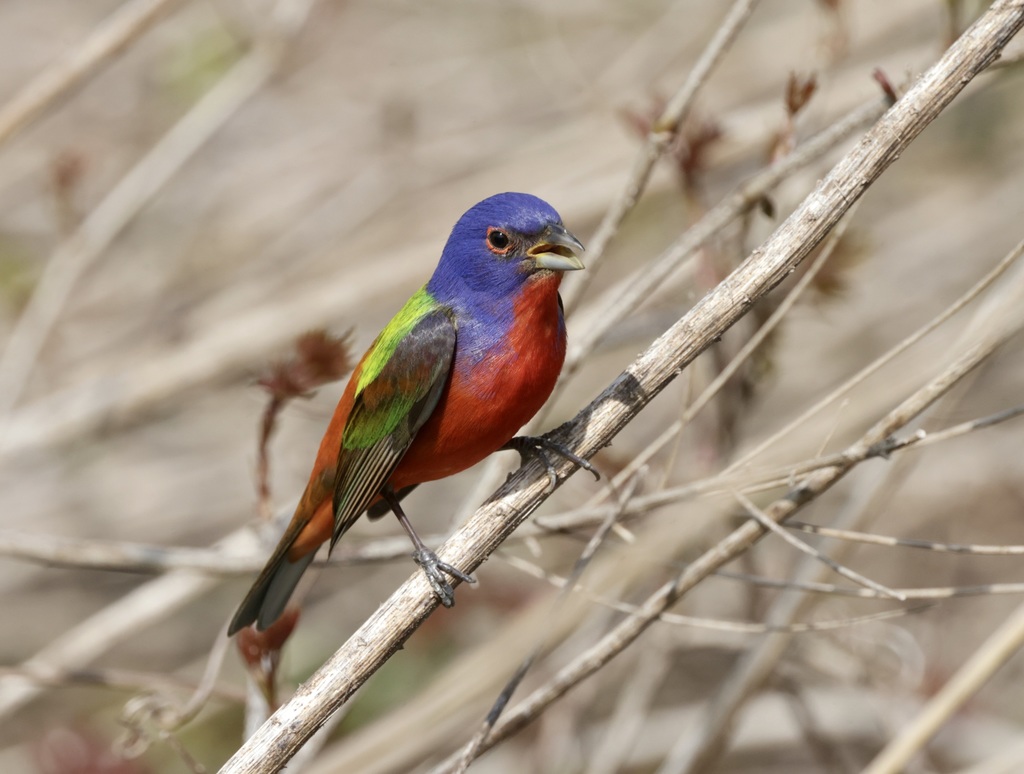 Painted Bunting from Memphis, TN, USA on April 23, 2022 at 0959 AM by