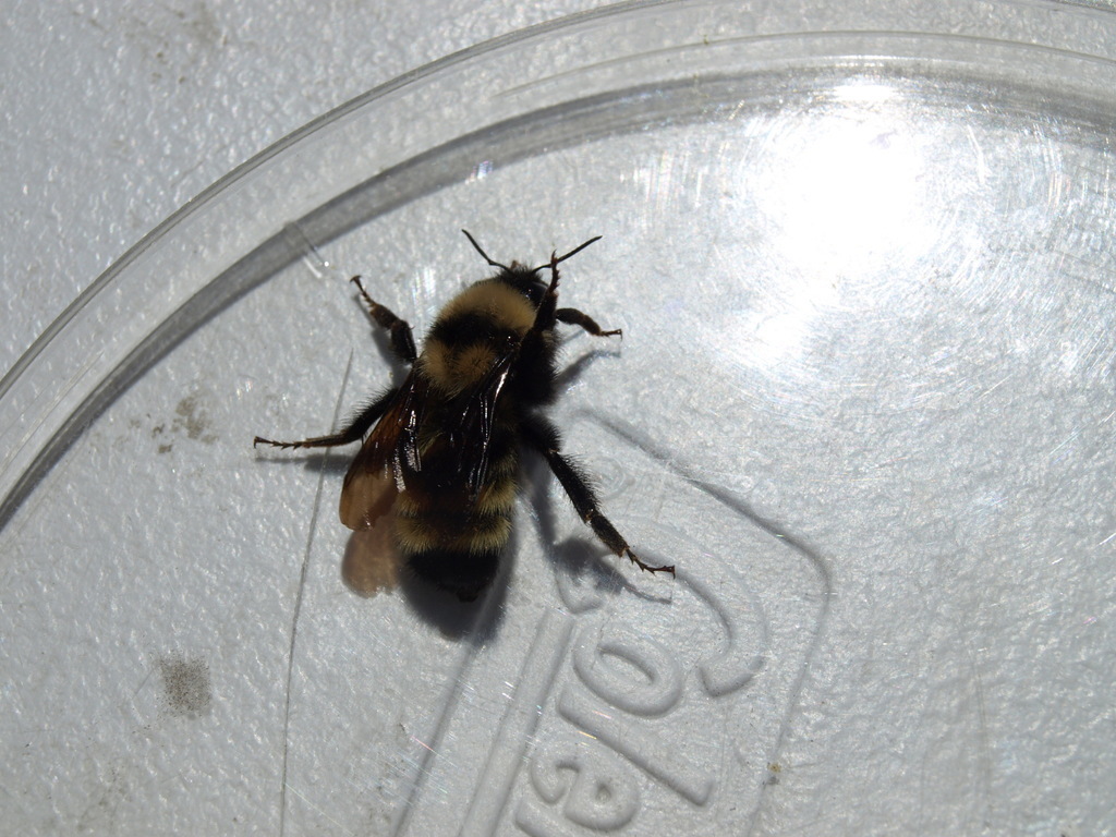 California Bumble Bee (Yosemite National Park Bumble Bee Guide 🐝