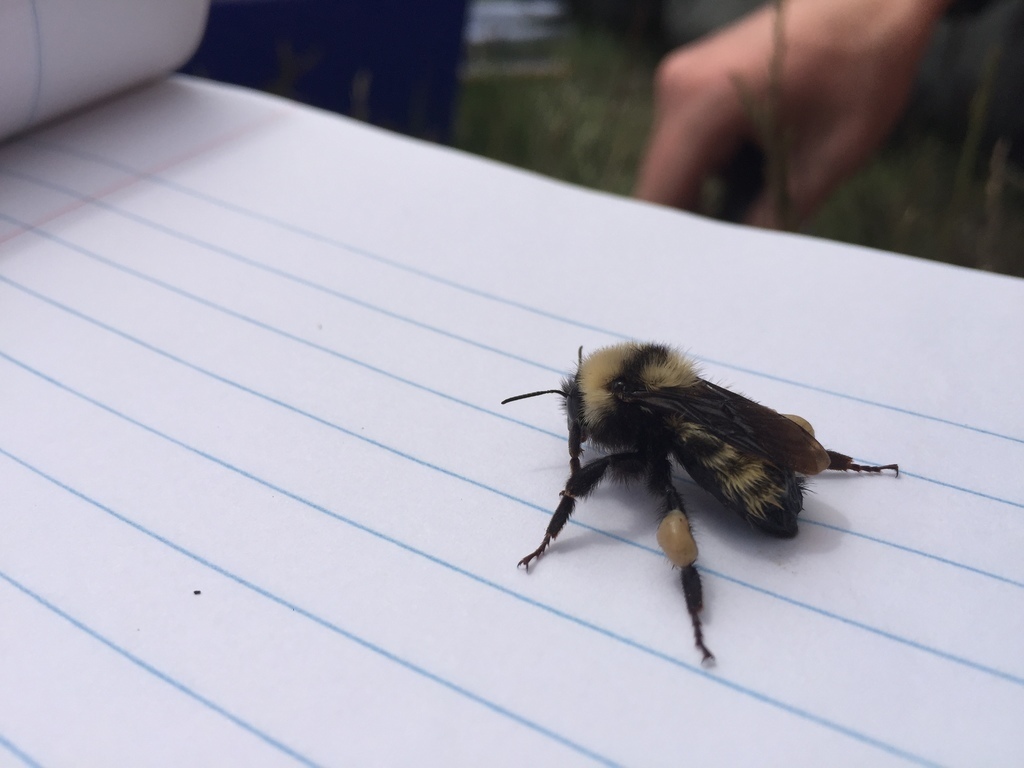 California Bumble Bee (Yosemite National Park Bumble Bee Guide 🐝