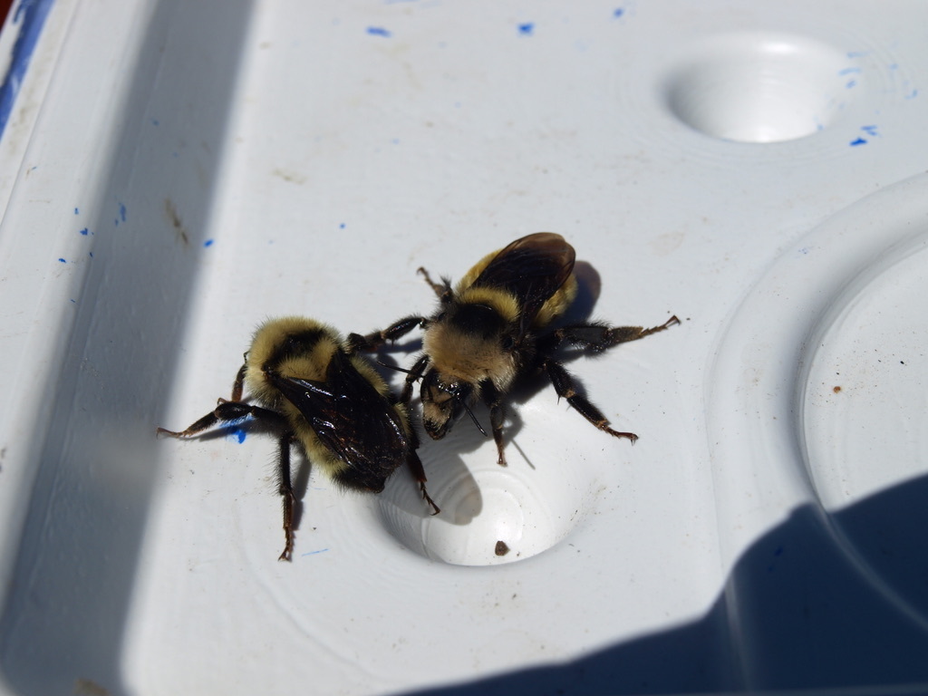California Bumble Bee (Yosemite National Park Bumble Bee Guide 🐝
