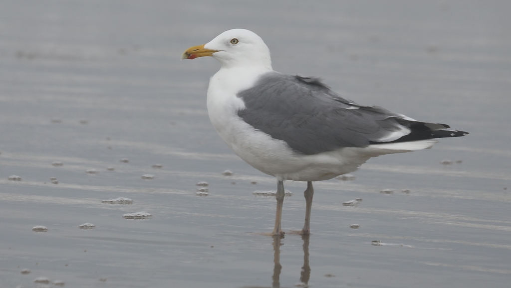 Appledore Gull from Corpus Christi, TX, USA on April 26, 2022 at 0426