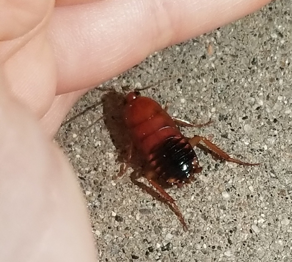 Turkestan Cockroach from Cabrillo National Monument, San Diego, CA