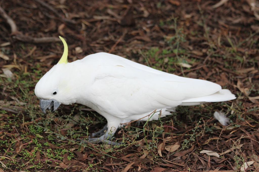 What Does Rock Sulphur Do For Dogs
