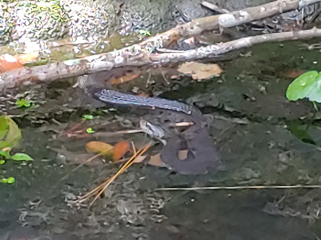 Watersnakes from Groveland/Kensington Park, Savannah, GA 31405, USA on