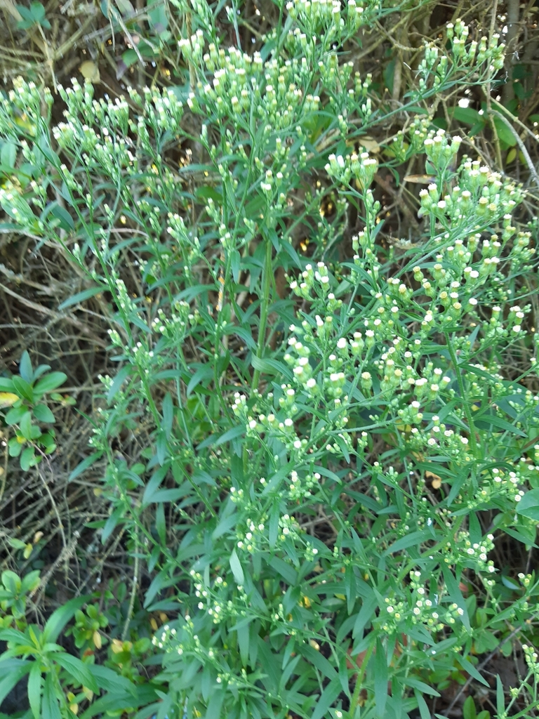 fleabanes and horseweeds from New Brighton Rd near Kingsford St