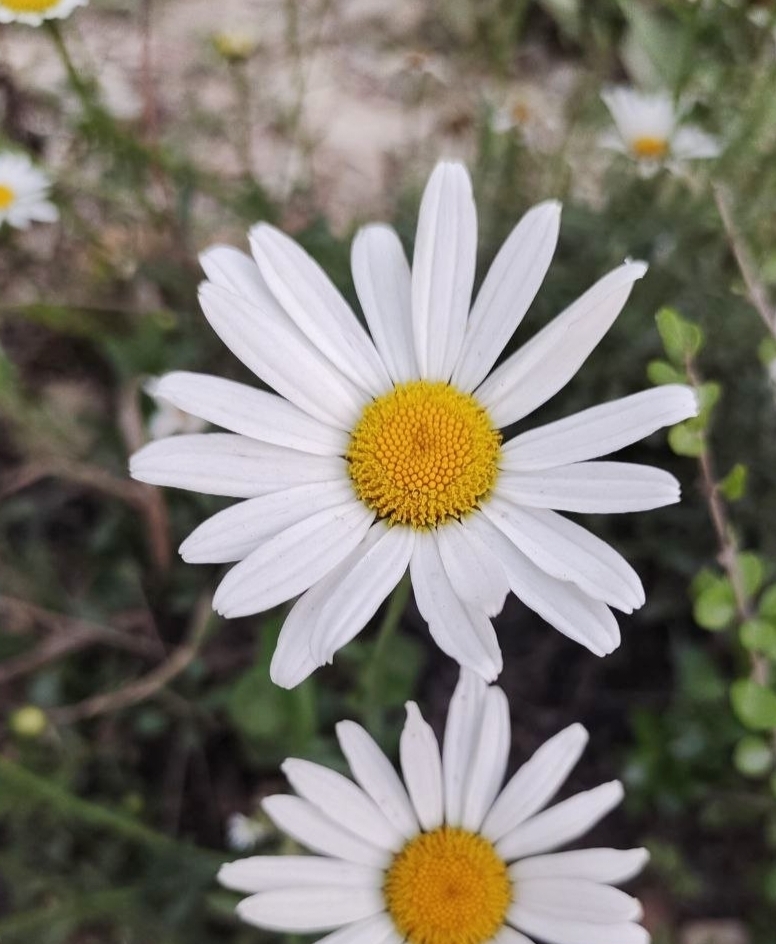 sunflowers, daisies, asters, and allies from vijayawada currency nagar on May 07, 2022 at 1020