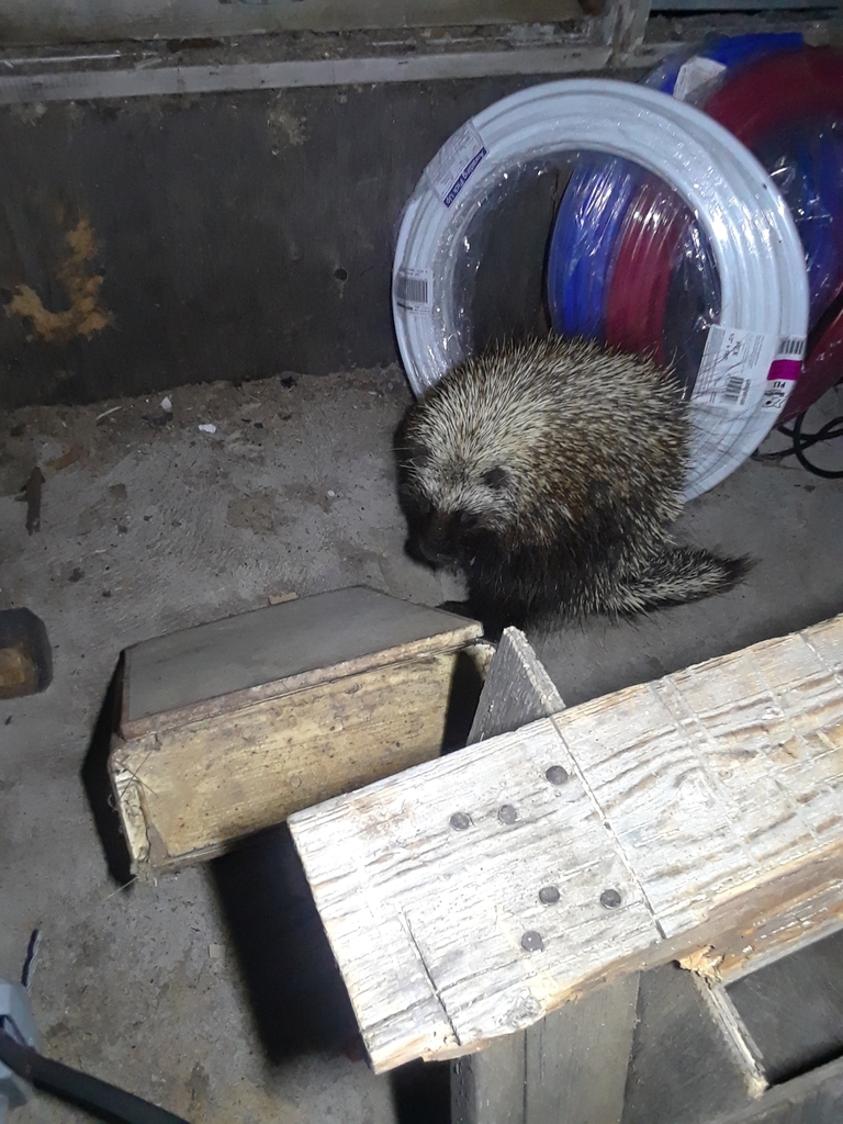 North American Porcupine from 9695 W Thompson Rd, Rudyard, MI 49780